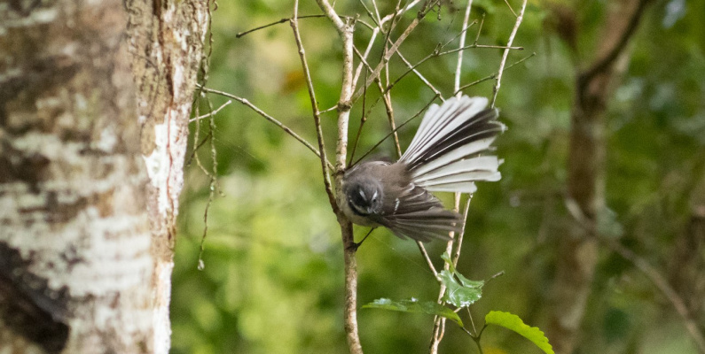 Fantail Kane Fleury2