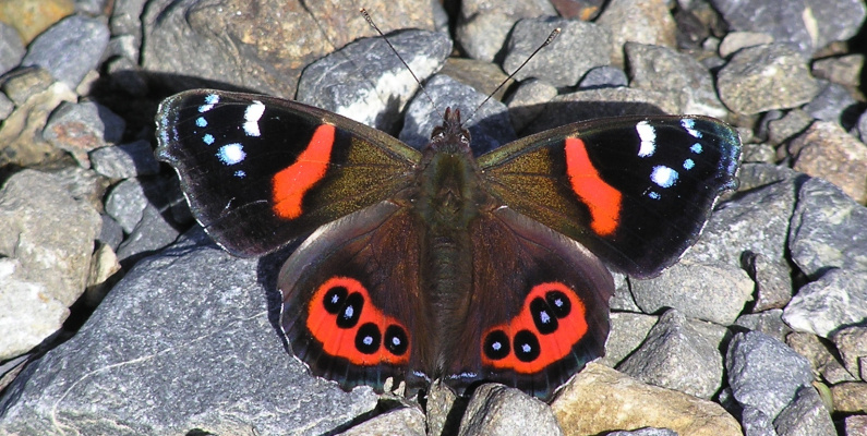 NZ Red Admiral Vanessa gonerilla 2