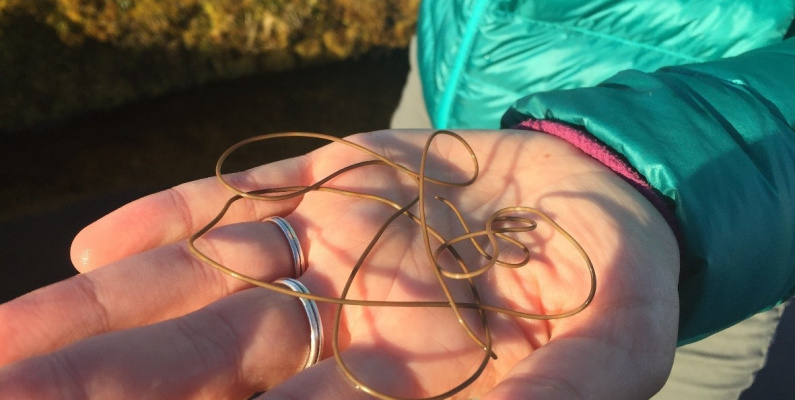Worm Pic 2