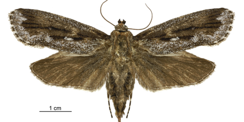 female Titanomis sisyrota from NZAC Birgit Rhode CCBY2