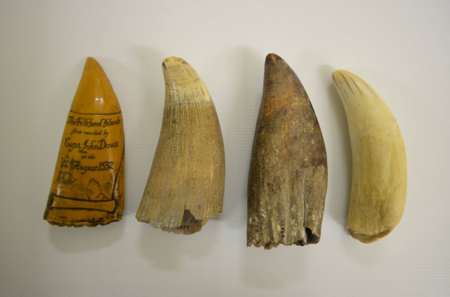 WEB Teeth comparison collection