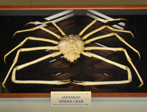 deep sea giant spider crab