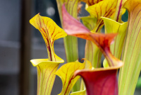 Carn Plants promo 3 Sarracenia pitcher a