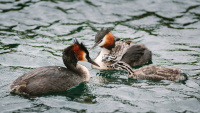 Grebes John Darby