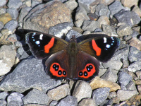 NZ Red Admiral Vanessa gonerilla 2